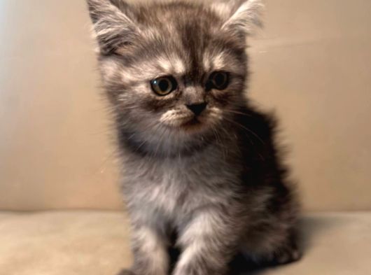 Hareketli British Short Hair Erkek görsel