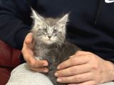 Anlarada Yasal Ruhsatlı Çiftlikden Sçr Li Maine Coon Yavrula