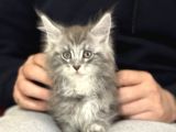 Anlarada Yasal Ruhsatlı Çiftlikden Sçr Li Maine Coon Yavrula