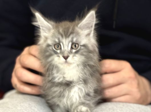 Anlarada Yasal Ruhsatlı Çiftlikden Sçr Li Maine Coon Yavrula görsel