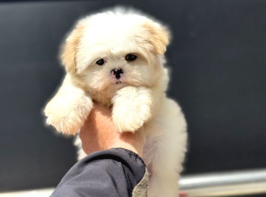 Show Kalite Tea Cup Morkie Yavrumuz Ziyarete Açık görsel