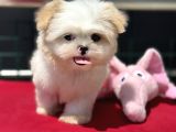 Show Kalite Tea Cup Morkie Yavrumuz Ziyarete Açık