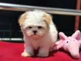 Show Kalite Tea Cup Morkie Yavrumuz Ziyarete Açık