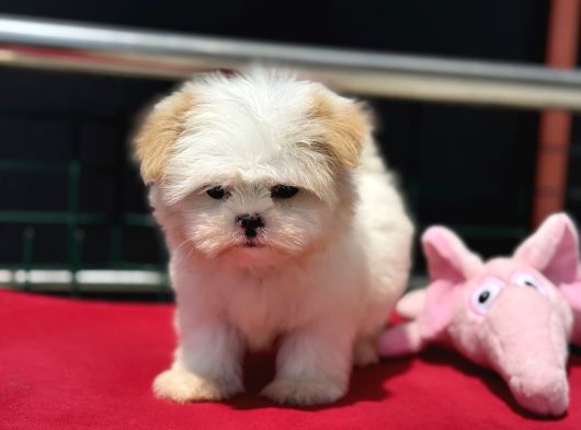 Show Kalite Tea Cup Morkie Yavrumuz Ziyarete Açık görsel