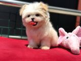 Show Kalite Tea Cup Morkie Yavrumuz Ziyarete Açık