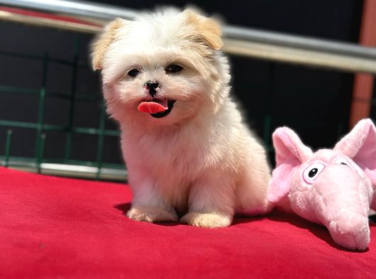 Show Kalite Tea Cup Morkie Yavrumuz Ziyarete Açık görsel