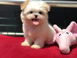 Show Kalite Tea Cup Morkie Yavrumuz Ziyarete Açık