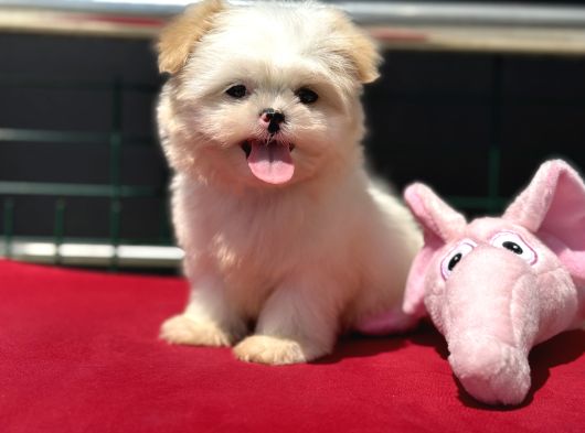 Show Kalite Tea Cup Morkie Yavrumuz Ziyarete Açık görsel