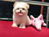 Show Kalite Tea Cup Morkie Yavrumuz Ziyarete Açık