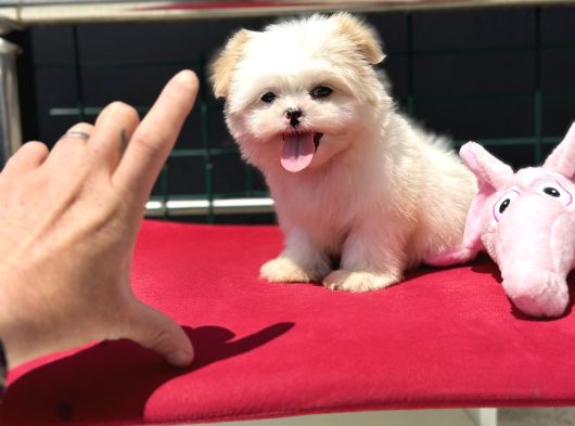 Show Kalite Tea Cup Morkie Yavrumuz Ziyarete Açık görsel