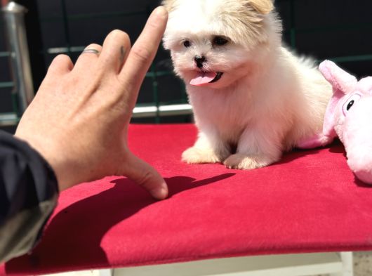 Show Kalite Tea Cup Morkie Yavrumuz Ziyarete Açık görsel
