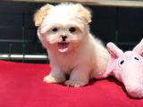 Show Kalite Tea Cup Morkie Yavrumuz Ziyarete Açık