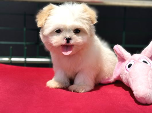 Show Kalite Tea Cup Morkie Yavrumuz Ziyarete Açık görsel