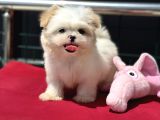 Show Kalite tea cup morkie yavrumuz ziyarete açık