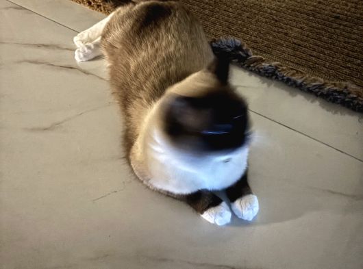 Ragdoll Bebeklerimiz Yeni Yuvalarını Arıyor görsel