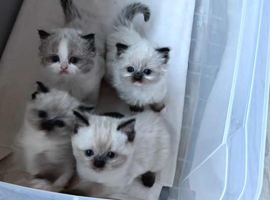 Ragdoll Bebeklerimiz Yeni Yuvalarını Arıyor görsel