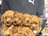 Ankaranın En Cok Poodle Olan Poodle Merkezi