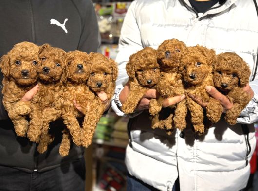 Ankaranın En Cok Poodle Olan Poodle Merkezi görsel