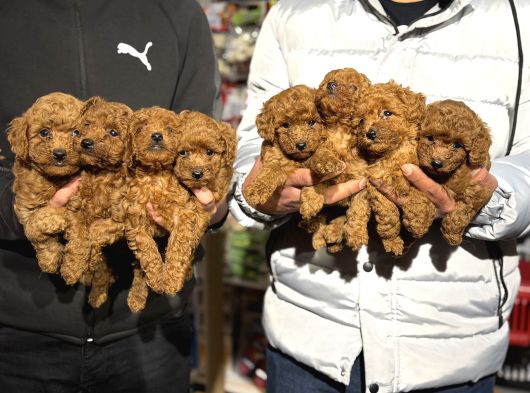 Ankaranın En Cok Poodle Olan Poodle Merkezi