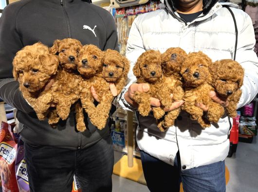 Ankaranın En Cok Poodle Olan Poodle Merkezi görsel
