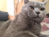 6 Aylık Erkek British Shorthair