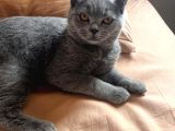 6 Aylık Erkek British Shorthair