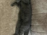 6 Aylık Erkek British Shorthair