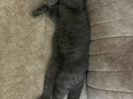 6 Aylık Erkek British Shorthair görsel