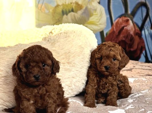 Toy Poodle Bebekleri̇mi̇z Si̇zi̇ Bekli̇yor
