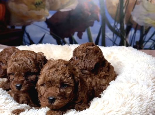 Toy Poodle Bebekleri̇mi̇z Si̇zi̇ Bekli̇yor görsel