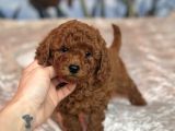 TOY POODLE YAVRULARIMIZ EVLERİNE GİTMEYE HAZIR