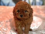 Toy Poodle Yavrularimiz Evleri̇ne Gi̇tmeye Hazir