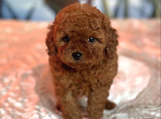 Toy Poodle Yavrularimiz Evleri̇ne Gi̇tmeye Hazir görsel