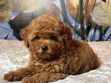TOMBİK SAFKAN TOY POODLE BEBEKLER