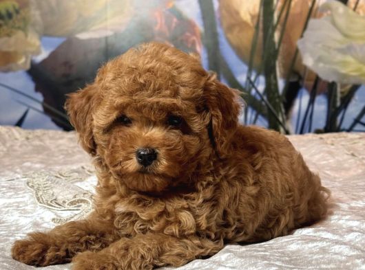 Tombi̇k Safkan Toy Poodle Bebekler