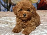 Tombi̇k Safkan Toy Poodle Bebekler