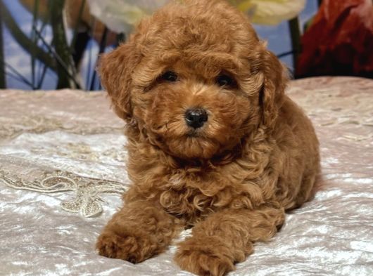 Tombi̇k Safkan Toy Poodle Bebekler görsel
