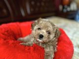 MALTİPOO YAVRULARIMIZ YENİ EVİNİ BEKLİYOR