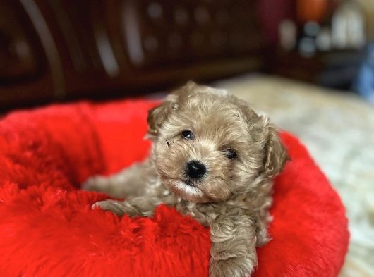 Malti̇poo Yavrularimiz Yeni̇ Evi̇ni̇ Bekli̇yor