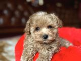 Malti̇poo Yavrularimiz Yeni̇ Evi̇ni̇ Bekli̇yor
