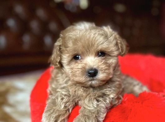Malti̇poo Yavrularimiz Yeni̇ Evi̇ni̇ Bekli̇yor görsel