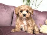 ŞAŞKIN MALTİPOO YAVRULARIMIZ