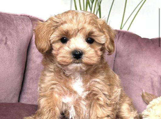 Şaşkin Malti̇poo Yavrularimiz görsel