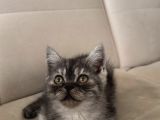 Hareketli British Short Hair Erkek