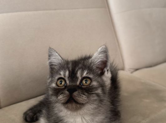 Hareketli British Short Hair Erkek görsel