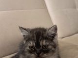Hareketli British Short Hair Erkek