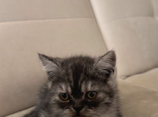 Hareketli British Short Hair Erkek görsel