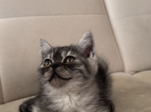 Hareketli British Short Hair Erkek