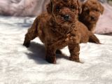 Mini Red Brown Toy Poodle Yavrular