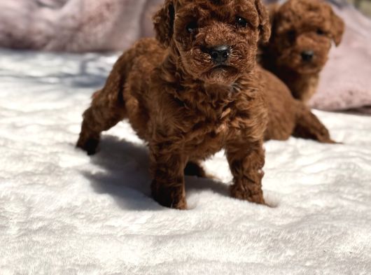 Mini Red Brown Toy Poodle Yavrular görsel